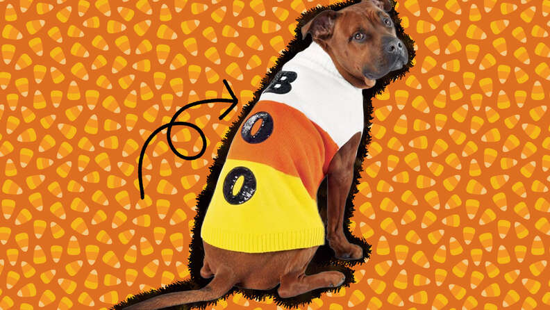 Halloween dog clearance sweaters