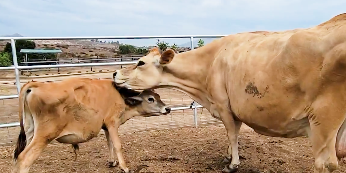 Mama Cow Who Lost Her Babies Adopts 3 More - Videos - The Dodo