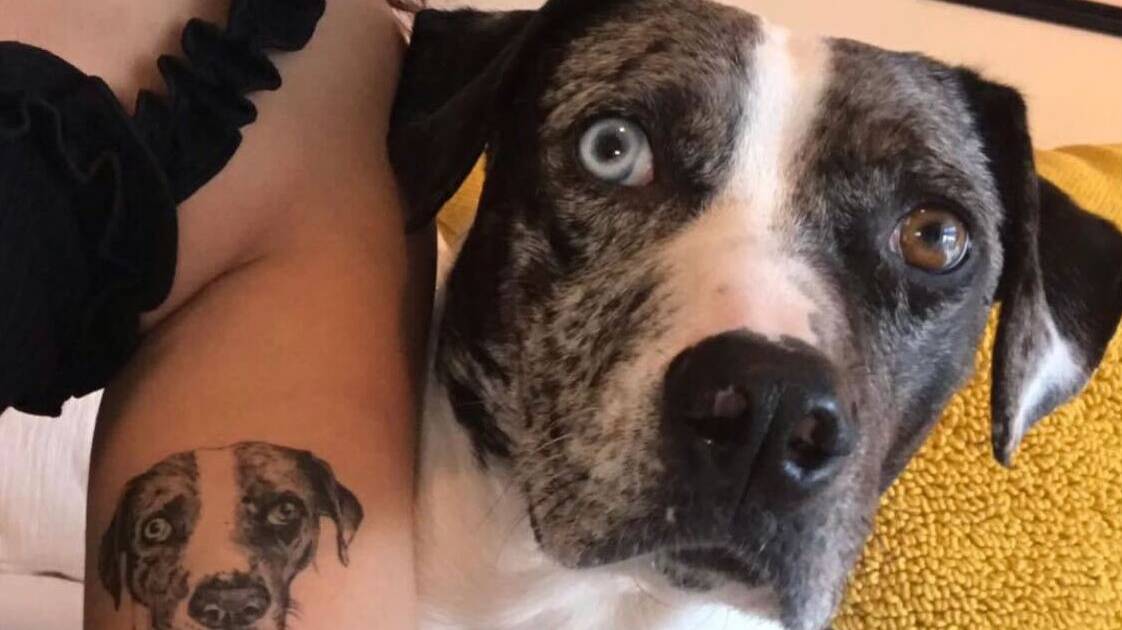 what is a tattoo on a dog