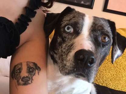 can you tattoo your dog