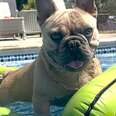 Dog Is Obsessed With The Pool And Spends His Whole Summer In The Water 