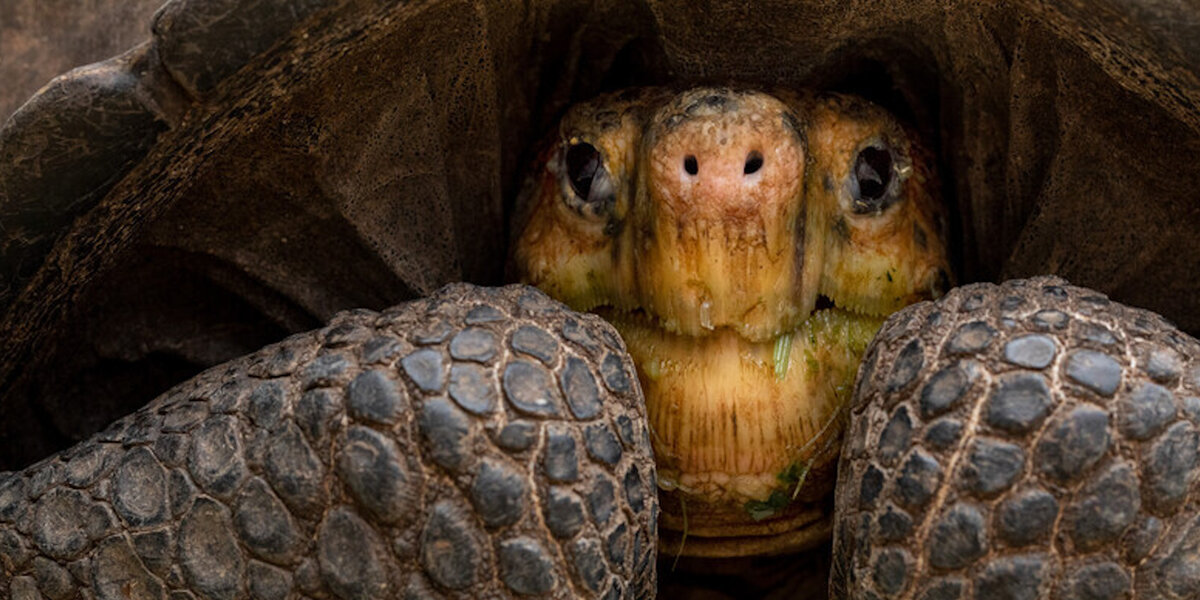 Firefighters Rescue Puppies Trapped In A Tortoise's Den - Videos - The Dodo