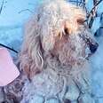 Dog covered in snow sits in snowbank 