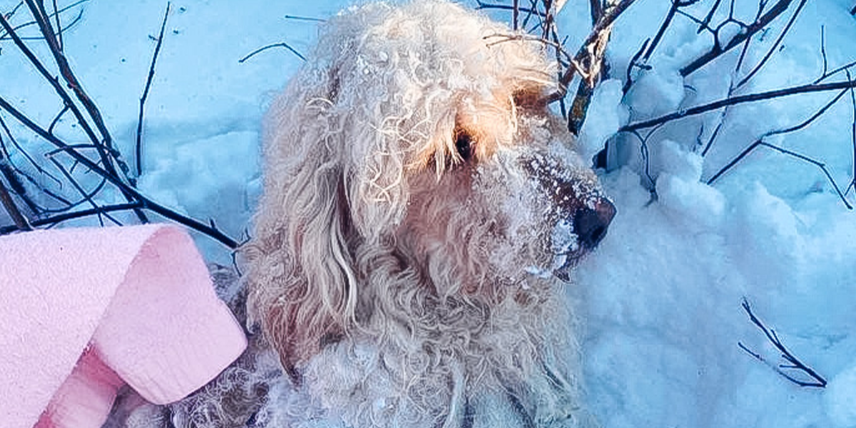 Dog Found In Freezing Snow Loves Lying By Fireplace Now - Videos - The Dodo