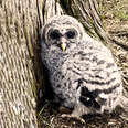 Owl sitting against base of tree