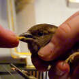 Sparrow being held and fed by human 