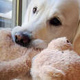 Golden retriever dog with bear stuffed animal in mouth