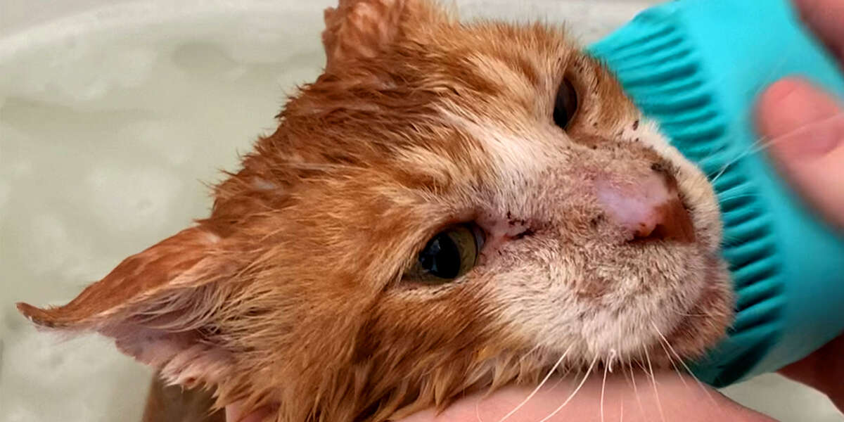 Stray Cat Gets First Bath After Years On The Street Videos The Dodo