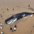 Beached whale with people standing around it 