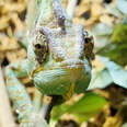 Chameleon staring into camera