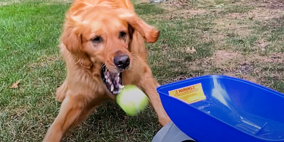 Golden Retriever Plays Catch All By Himself - Videos - The Dodo