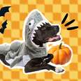 dog shark costume