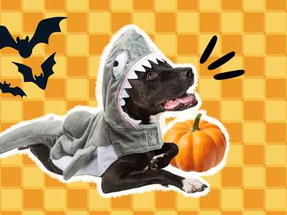 Grey Dog Costume For Kids, Animal Costumes