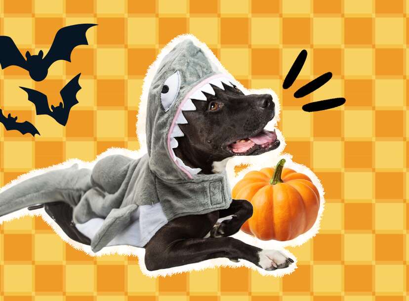 cyeollo Dog Shark Costume Pet Dog Outfits Puppy India