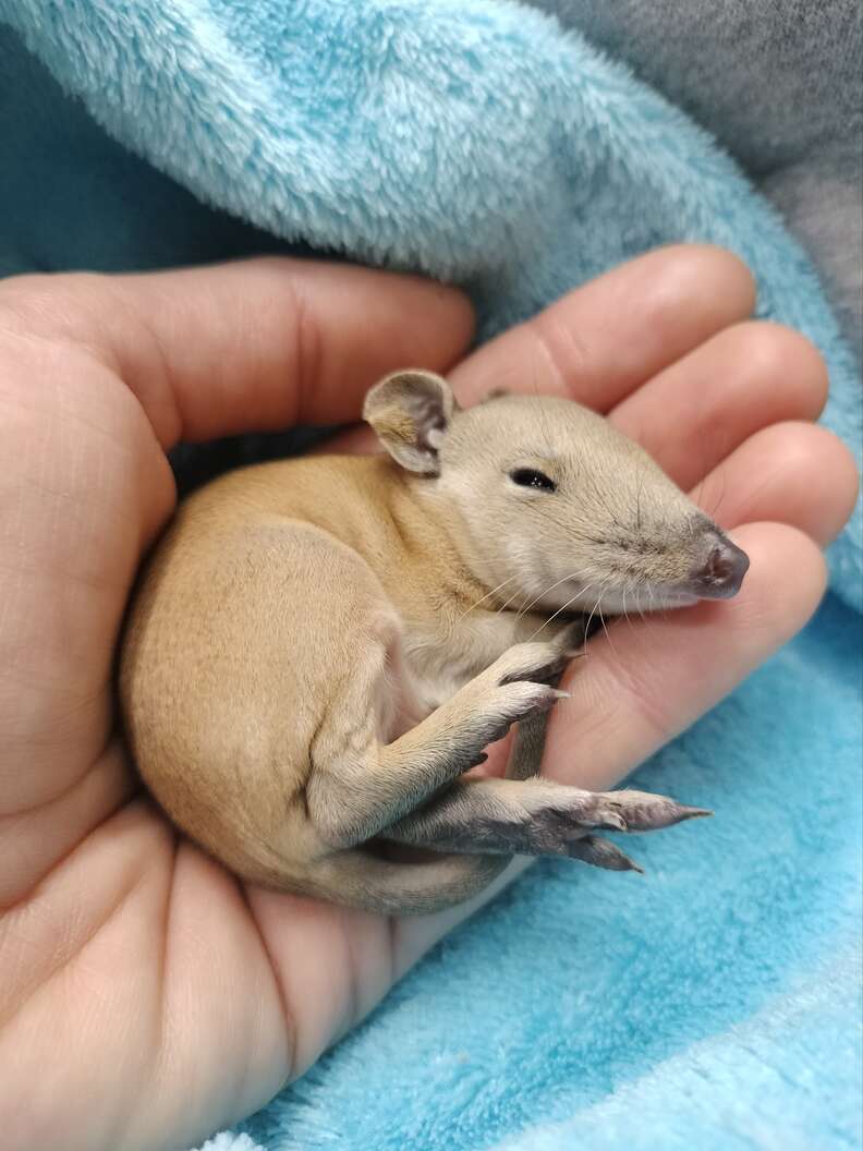 quenda in hand