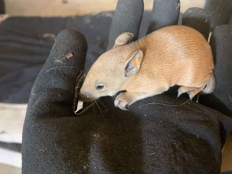 quenda in gloved hand