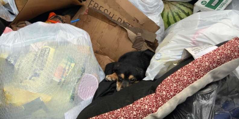 dog in dumpster 