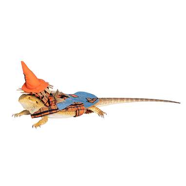 Carolina Designer Dragons Bearded Dragon Cowboy Hat, Orange - Carolina  Designer Dragons