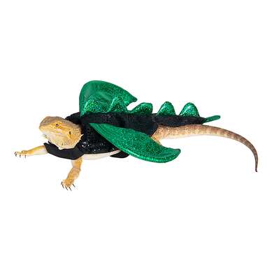 bearded dragon costumes