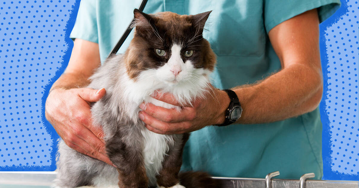 Hyperthyroidism In Cats Causes Symptoms And Treatments For Pet