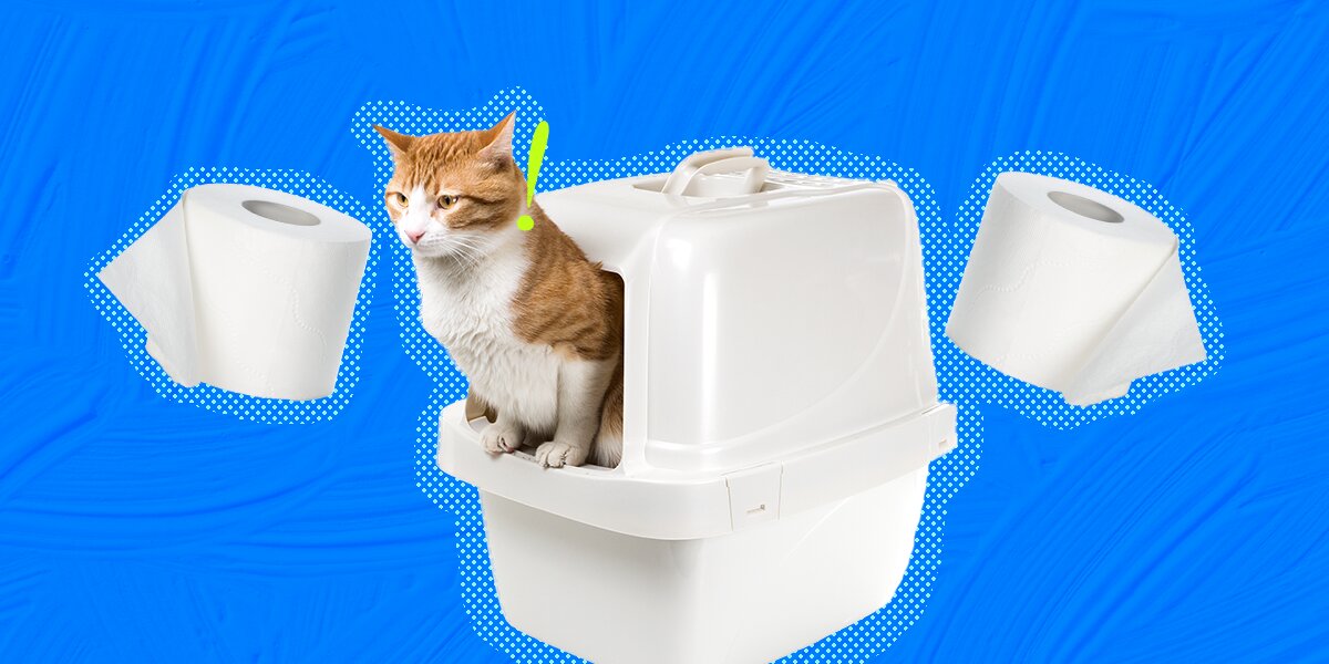 Best cat litter for diarrhea best sale