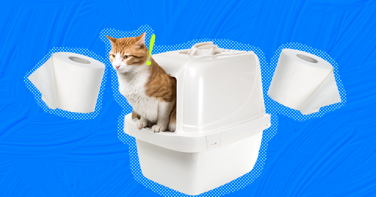 Foods that cause diarrhea in clearance cats