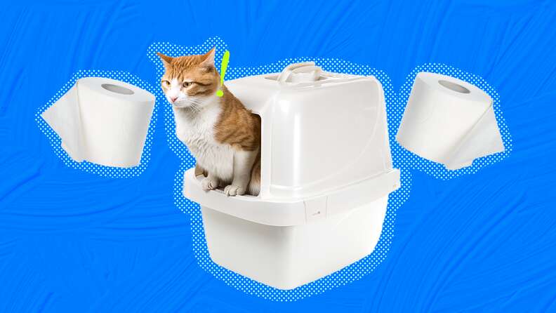 cat diarrhea litter box
