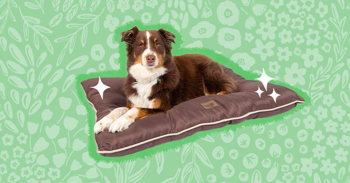 Let Your Pup Lounge in Style: Our Top Picks for the Best Outdoor Dog B