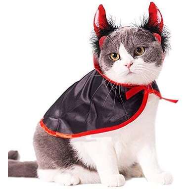 Cat best sale collar costume