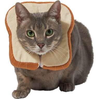 A costume for meme lovers: Frisco Bread Cat Costume