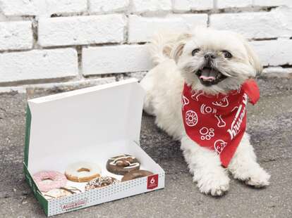 Salt & Straw to launch pup cups with new ice cream made for dogs