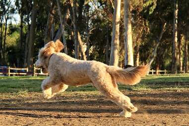 Grape Street Dog Park