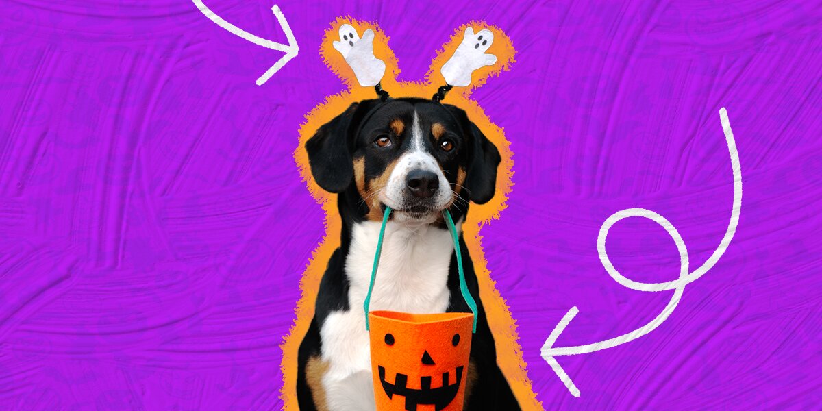 Goody Box Halloween Dog Toys & Treats, Medium/Large