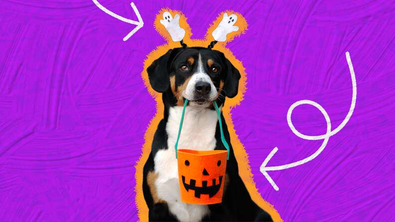 Pet Halloween costumes: vet advice for dogs and cats