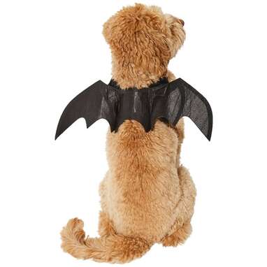 The spookiest Halloween costume: Frisco Bat Wings Dog & Cat Costume