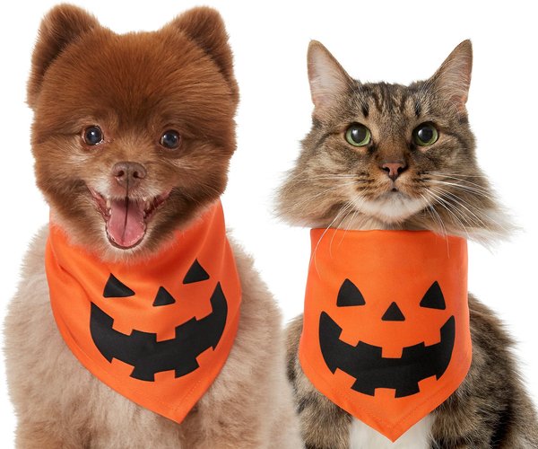 Cat and Dog 'Hocus Pocus' & Witch Costumes and Toys