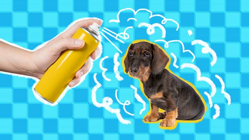 how to make a fly repellent for dogs