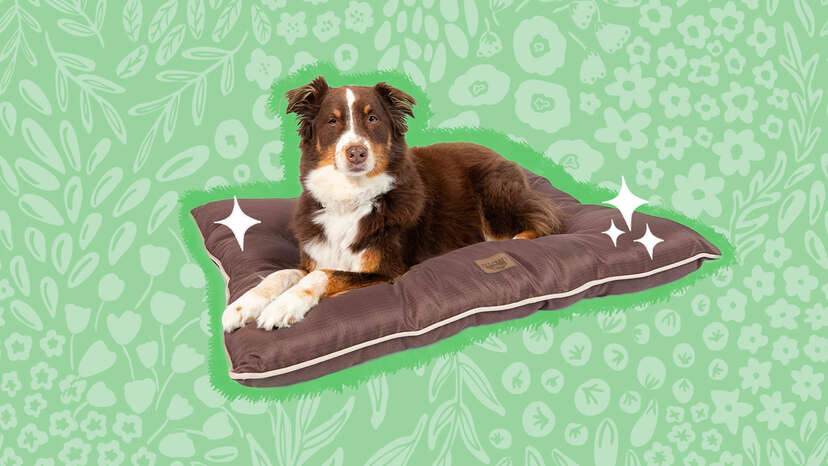 Best outdoor outlet waterproof dog bed