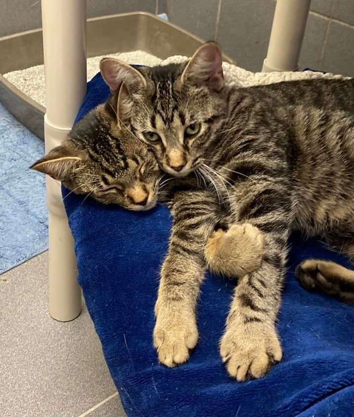 Two Cuddly Cats CreArt