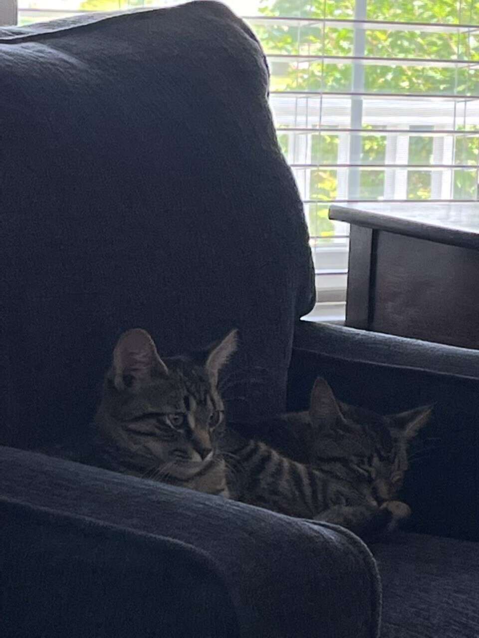 cute kittens
