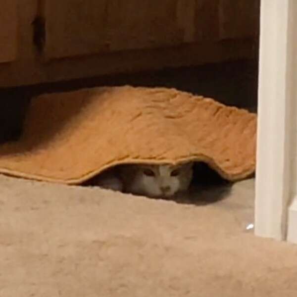 cat under bath mat 