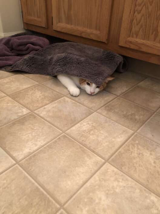 cat under bath mat 