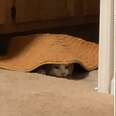 Cat Makes Himself 'Invisible' Under Bath Mats So He Can Spy On Family