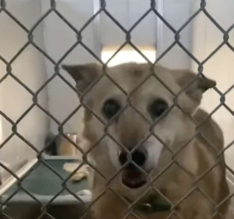 A dog looks through the kennel gate.