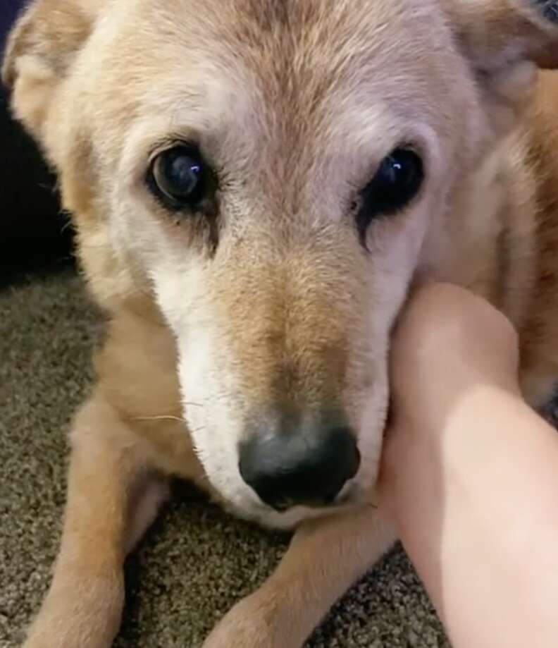 A golden dog looks sad as his mom pets him.