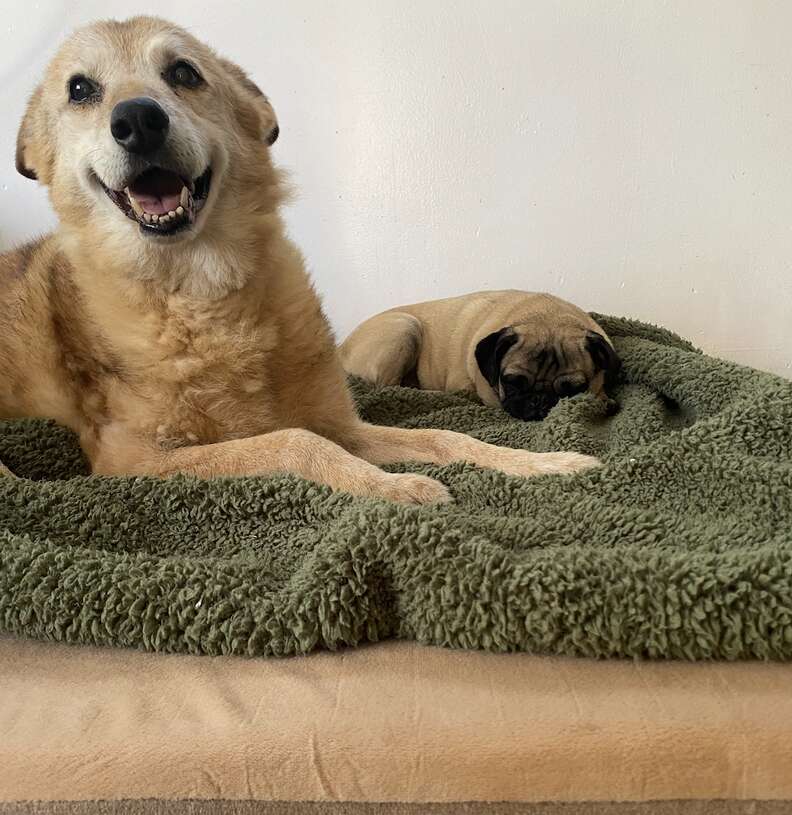 Two dogs are lying on the bed together.