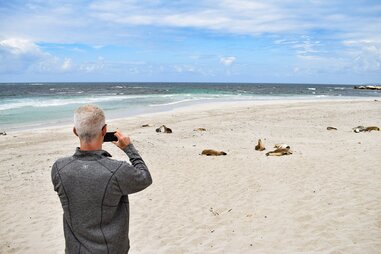 man looking at seals on the beach