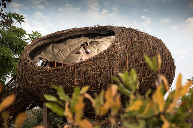 man in giant nest