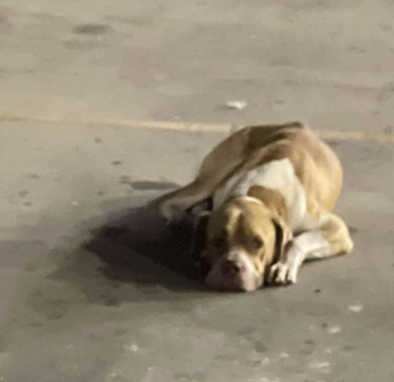 A dog lays in a parking lot.