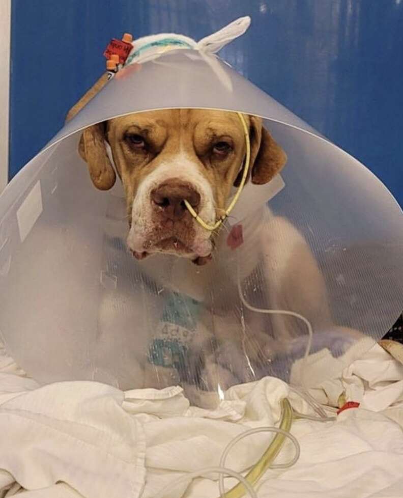 A dog sits while wearing a cone.